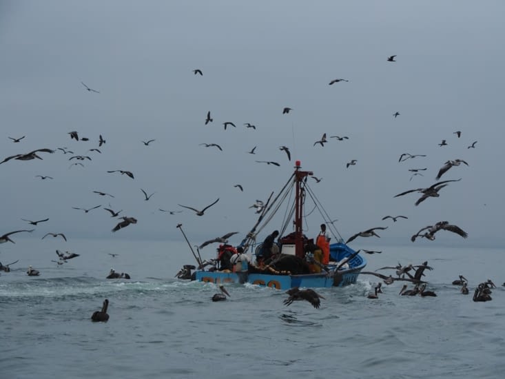 Les bateaux de pécheurs sont suivis par des centaines d'oiseaux