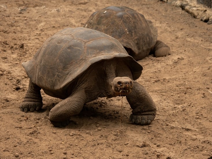 Tortue en pleine course