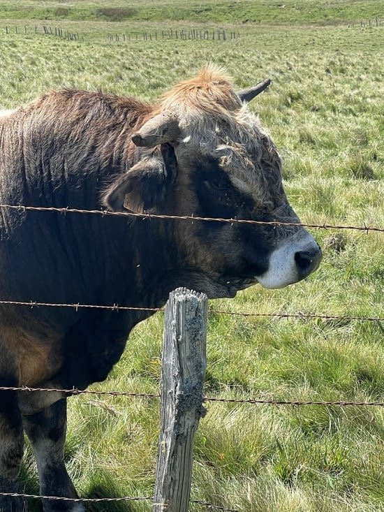 Le patron de l’Aubrac .