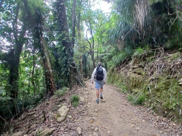 Forêt typique