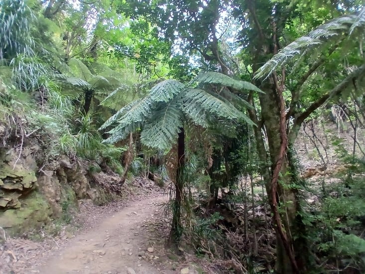 Fougère arborescente