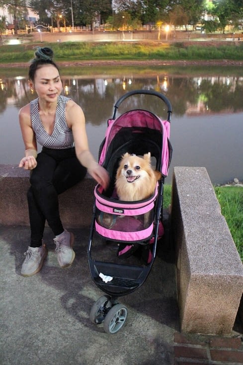 la jeune femme au petit chien