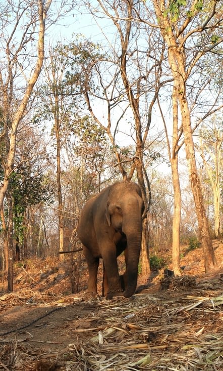 L'éléphant du Tadlo Lodge