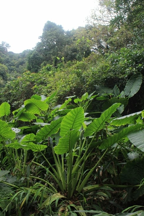 Nous marchons dans la jungle