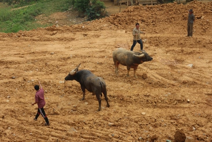 Dans cette arène, des buffles de combat