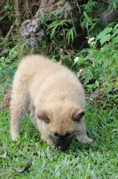 un petit chien adorable