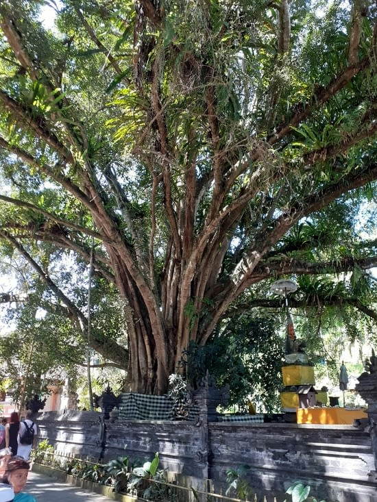 Arbre gigantesque à l'entrée du temple