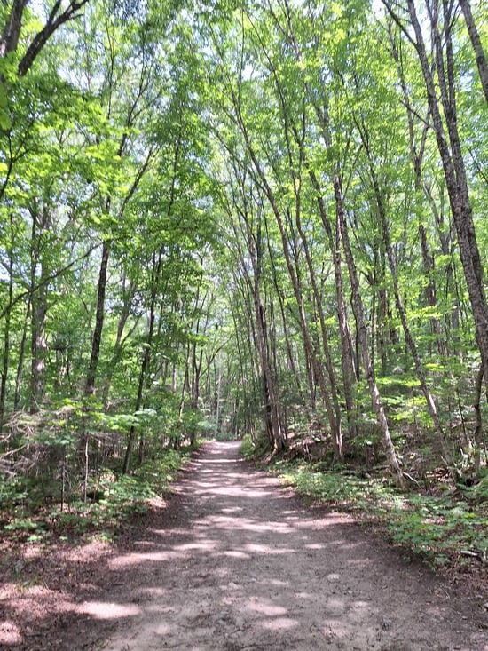 Toujours en forêt assurément