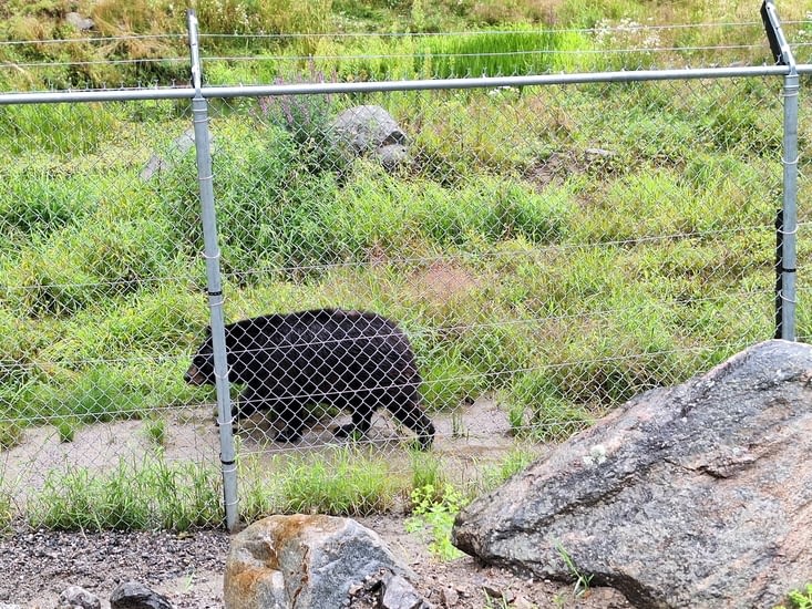 Un ours, bon nous on a eu la chance dans voir plusieurs en liberté