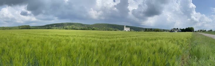 Des blés à perte de vue