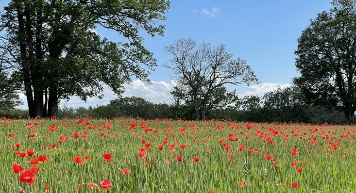 Blé et coquelicots