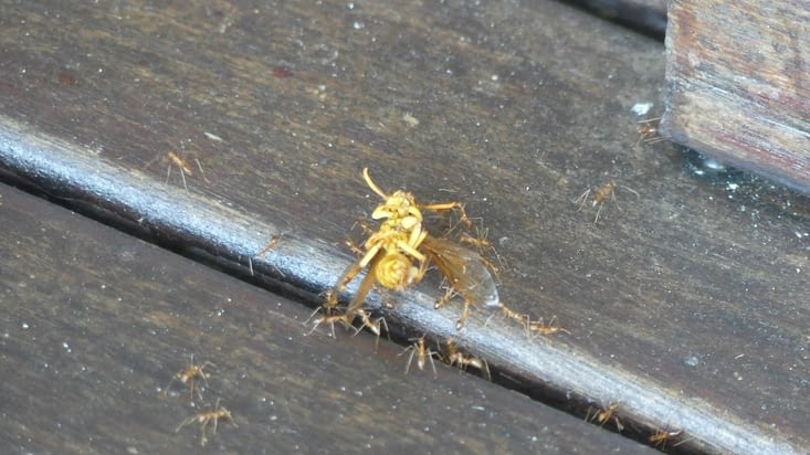 Découverte du jour : des fourmis qui transportent une guêpe morte !! :-)