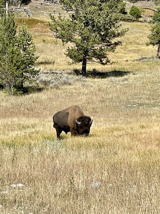 Buffalo profitant des dernières herbes fraîches avant l’hiver.