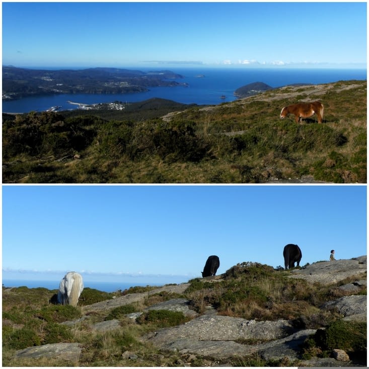 Marvin parmi les chevaux