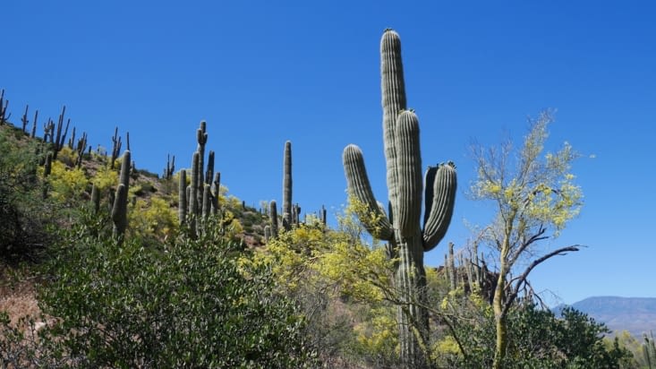 Saguaro et ses forêts de cactus