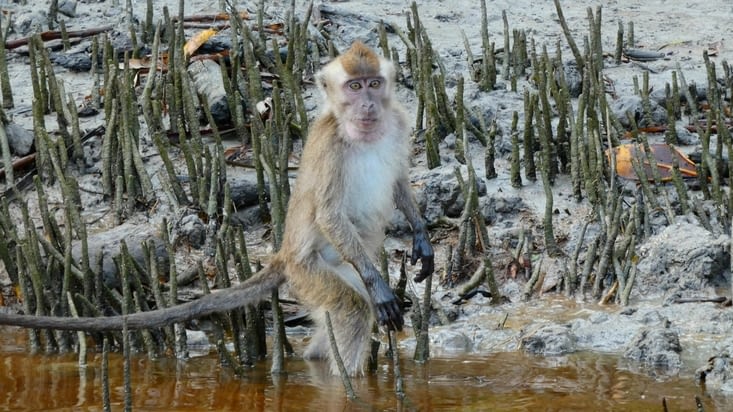 Un fier macaque