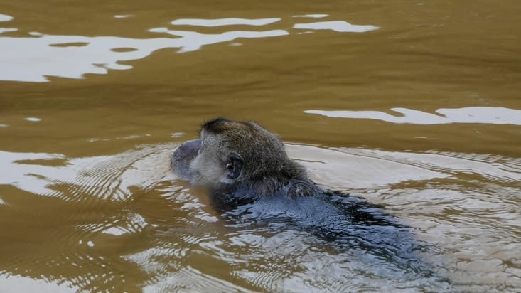 La natation d'une vie pour ce macaque, arrivé sain et sauf...