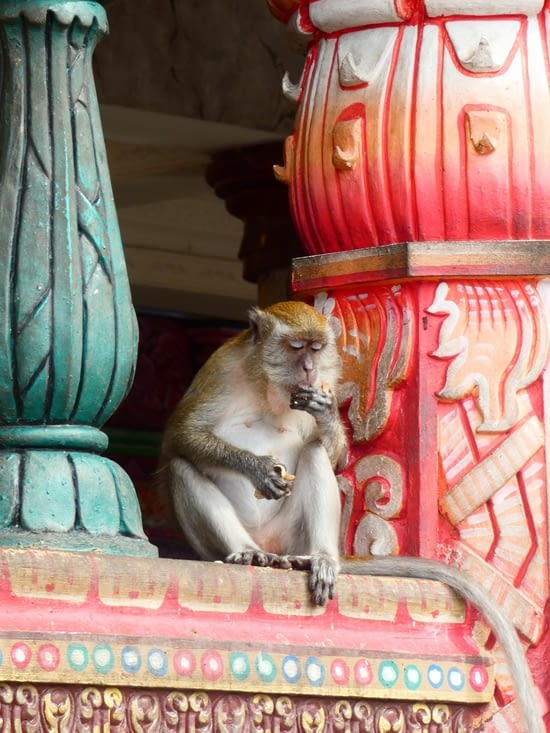 Un macaque dans les grottes de Batu