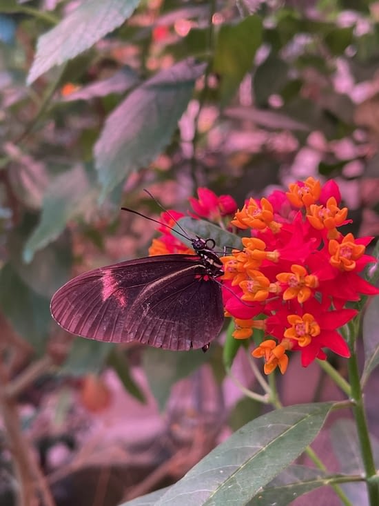 Papillon de la serre 🦋