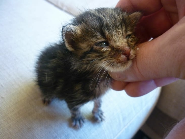 les deux bébé-chats abandonnés de 3 semaines