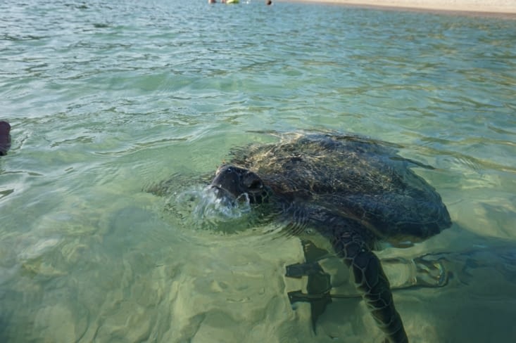 Extraordinaire ! Les tortues de l'île