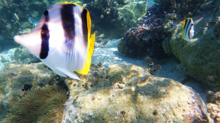 Pas très farouche le poisson