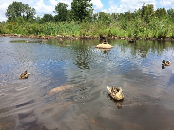 Je nourris les canards