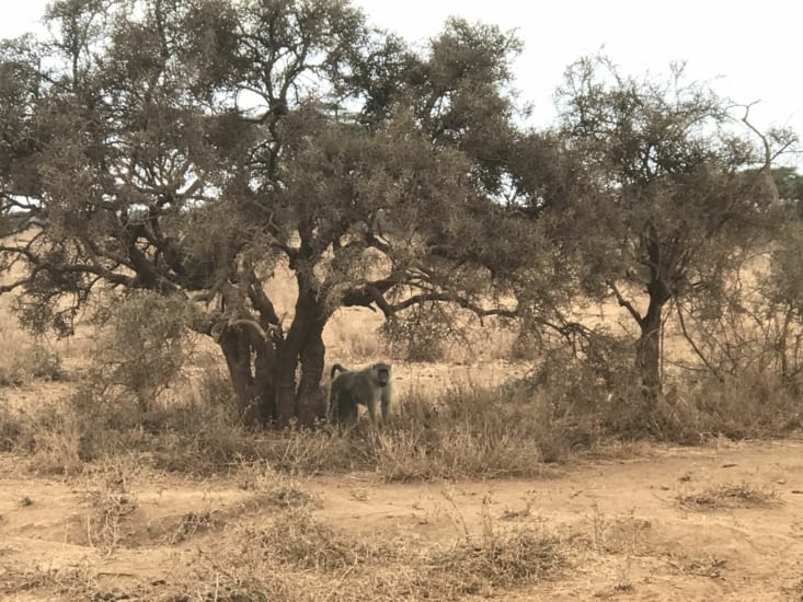 amboseli