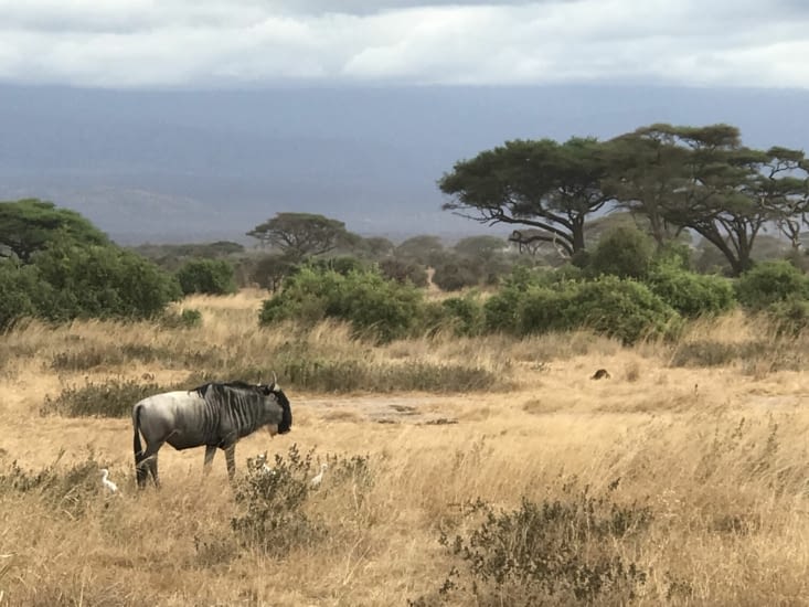 Parc Amboseli