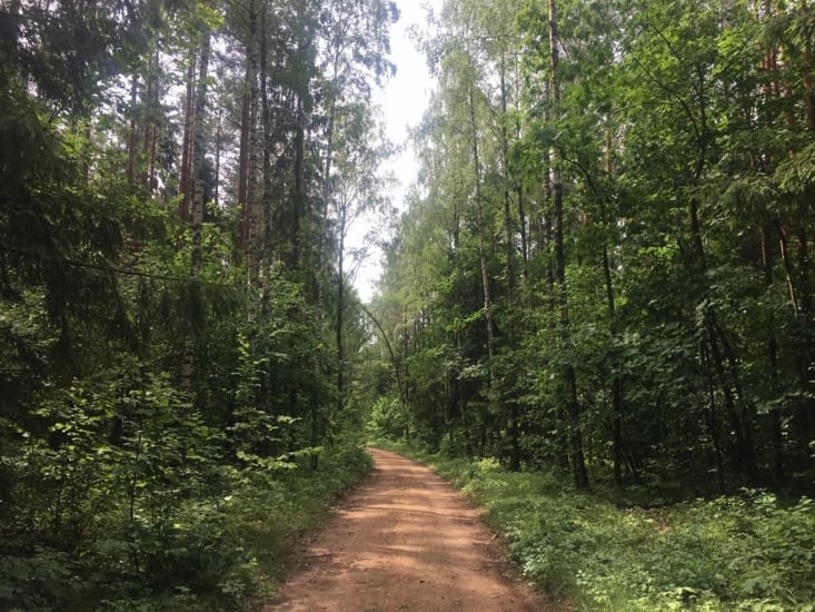 Promenade en forêt.