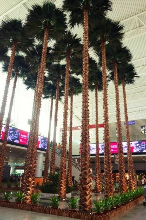 Les cocotiers dans l'aéroport / Coconuts trees inside the airport