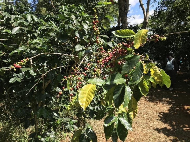 Visite d'une plantation de café