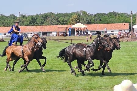 De Hortolbagy à  Niszafured