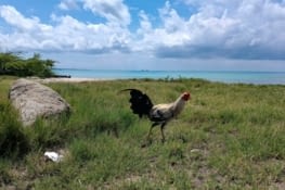 Un compagnon de plage inattendu