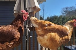 Rosa the chicken and Dorcy