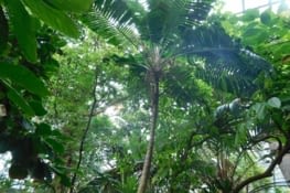 La forêt tropicale humide du biodôme