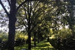 "L'alignement des arbres, la résurrection."