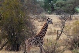 Un adorable petit girafon