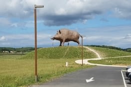 Les sangliers des Ardennes, mythe ou réalité ?