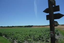 Des champs à perte de vue...