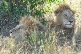 masai mara